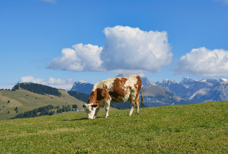 Master of Science in Animal Nutrition and Management